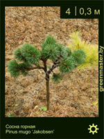 Изображение: сосна горная (pinus mugo) 'jakobsen'