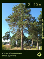 Изображение: сосна обыкновенная (pinus sylvestris)