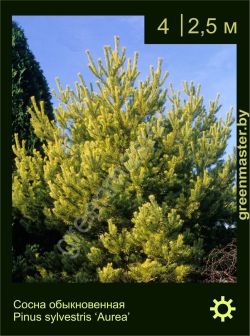 Изображение: сосна обыкновенная (pinus sylvestris) 'aurea'