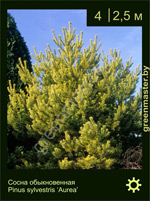 Изображение: сосна обыкновенная (pinus sylvestris) 'aurea'