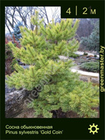 Изображение: сосна обыкновенная (pinus sylvestris) 'gold coin'