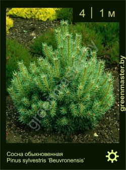 Изображение: сосна обыкновенная (pinus sylvestris) 'beuvronensis'