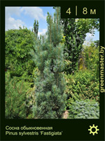 Изображение: сосна обыкновенная (pinus sylvestris) 'fastigiata'