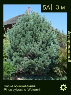 Изображение: сосна обыкновенная (pinus sylvestris) 'watereri'