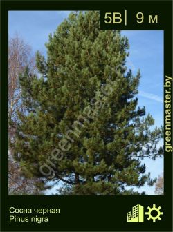 Изображение: сосна черная (pinus nigra)