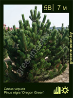 Изображение: сосна черная (pinus nigra) 'oregon green'