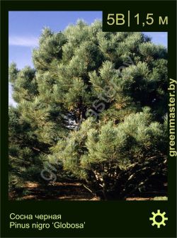 Изображение: сосна черная (pinus nigra) 'globosa'