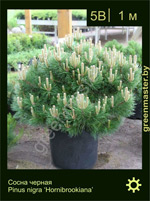 Изображение: сосна черная (pinus nigra) 'hornibrookiana'