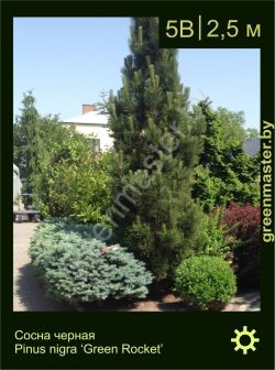 Изображение: сосна черная (pinus nigra) 'green rocket'