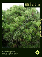 Изображение: сосна черная (pinus nigra) 'nana'