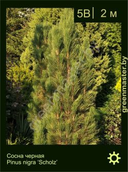 Изображение: сосна черная (pinus nigra) 'scholz'