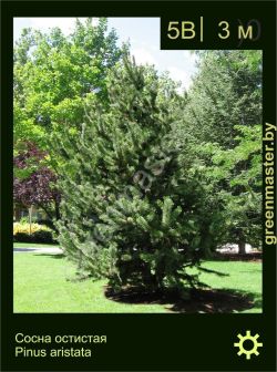 Изображение: сосна остистая (pinus aristata)