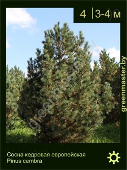 Изображение: сосна европейская (pinus cembra)