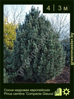 Изображение: сосна европейская (pinus cembra) 'compacta glauca'