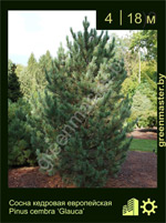 Изображение: сосна европейская (pinus cembra) 'glauca'