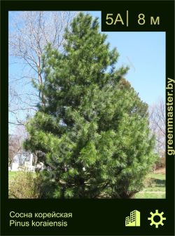 Изображение: сосна корейская (pinus koraiensis)