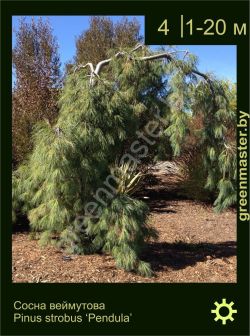 Изображение: сосна Веймутова (pinus strobus) 'pendula'