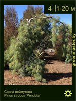 Изображение: сосна Веймутова (pinus strobus) 'pendula'