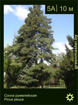 Изображение: сосна румелийская (pinus peuce)