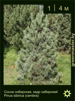 Изображение: сосна сибирская (pinus sibirica)