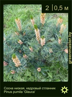 Изображение: сосна низкая (pinus pumila) 'glauca'