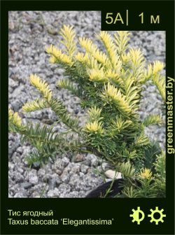 Изображение: тис ягодный (taxus baccata) 'elegantissima'