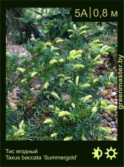 Изображение: тис ягодный (taxus baccata) 'summergold'