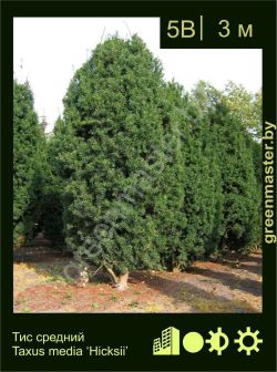 Изображение: тис средний (taxus × media) 'hicksii'