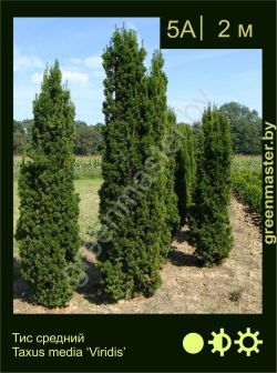 Изображение: тис средний (taxus × media) 'viridis'