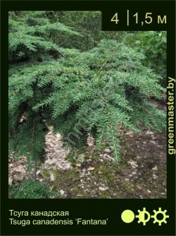 Изображение: тсуга канадская (tsuga canadensis) 'fantana'