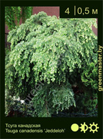 Изображение: тсуга канадская (tsuga canadensis) 'jeddeloh'