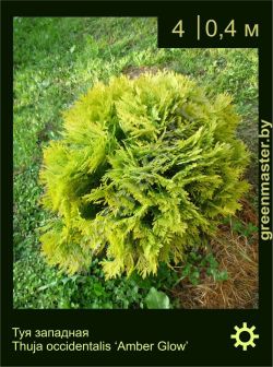 Изображение: туя западная (thuja occidentalis) 'amber glow'