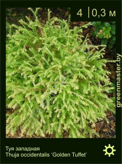 Изображение: туя западная (thuja occidentalis) 'golden tuffet'