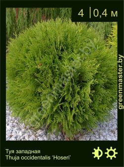 Изображение: туя западная (thuja occidentalis) 'hoseri'