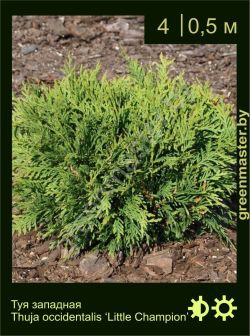 Изображение: туя западная (thuja occidentalis) 'little champion'