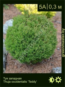 Изображение: туя западная (thuja occidentalis) 'teddy'