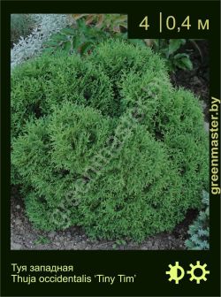 Изображение: туя западная (thuja occidentalis) 'tiny tim'