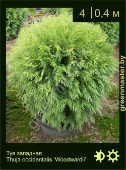 Изображение: туя западная (thuja occidentalis) 'woodwardii'