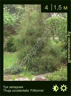 Изображение: туя западная (thuja occidentalis) 'filiformis'