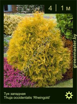 Изображение: туя западная (thuja occidentalis) 'rheingold'