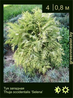 Изображение: туя западная (thuja occidentalis) 'selena'