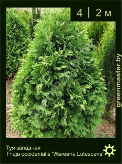 Изображение: туя западная (thuja occidentalis) 'wareana lutescens'