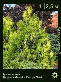 Изображение: туя западная (thuja occidentalis) 'europe gold'