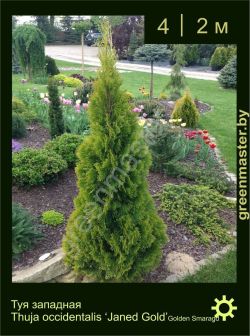 Изображение: туя западная (thuja occidentalis) 'smaragd gold'