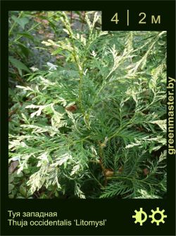 Изображение: туя западная (thuja occidentalis) 'litomysl'