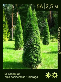 Изображение: туя западная (thuja occidentalis) 'smaragd'