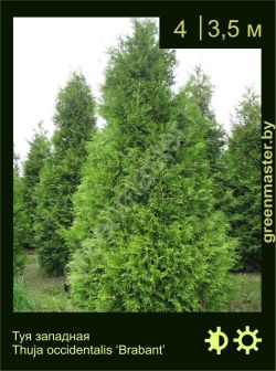 Изображение: туя западная (thuja occidentalis) 'brabant'