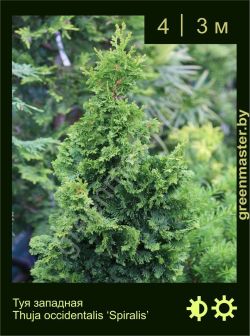 Изображение: туя западная (thuja occidentalis) 'spiralis'