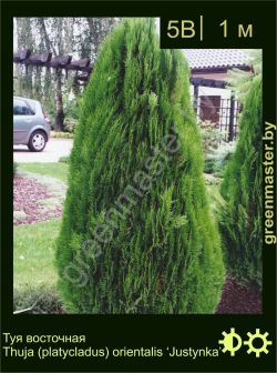 Изображение: туя восточная (thuja orientalis) 'justynka'