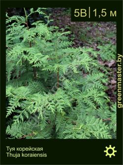 Изображение: туя корейская (thuja koraiensis)